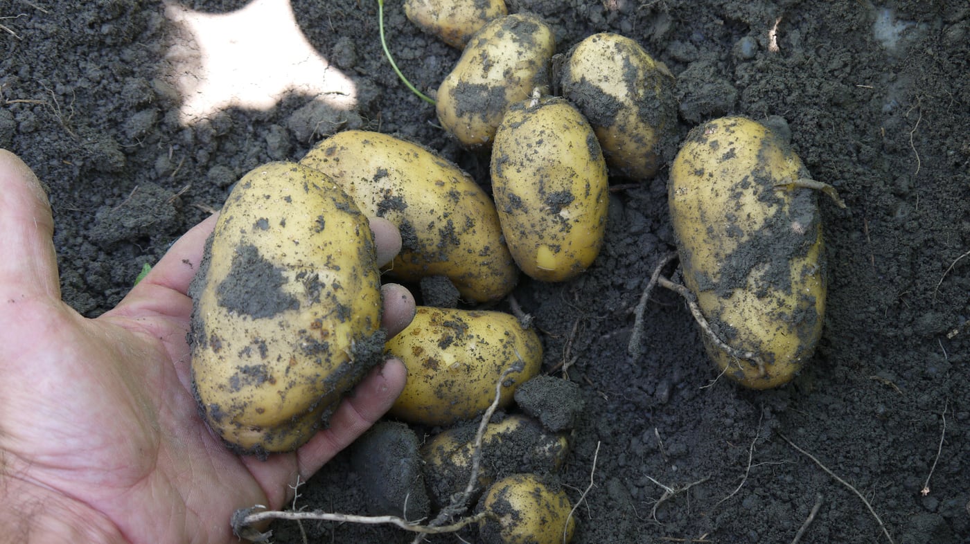Südtiroler Kartoffeln